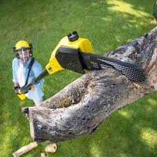Best Fruit Tree Pruning  in Atlantic Highlands, NJ