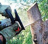Professional Tree Removal in Atlantic Highlands, NJ