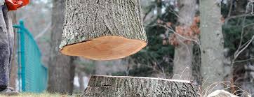 Best Arborist Consultation Services  in Atlantic Highlands, NJ