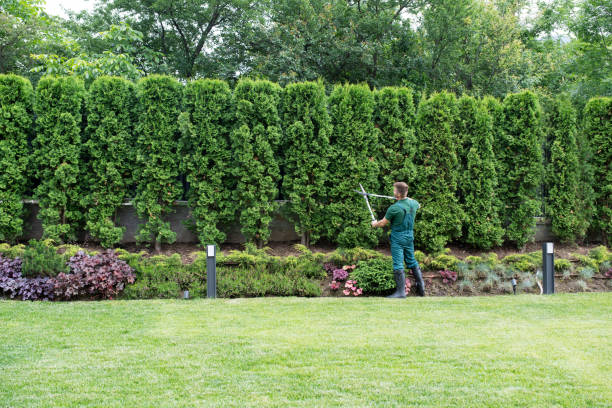 Best Tree Health Inspection  in Atlantic Highlands, NJ