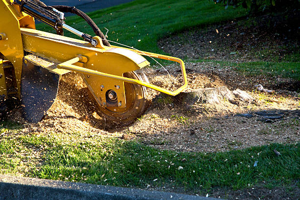 Best Landscape Design and Installation  in Atlantic Highlands, NJ