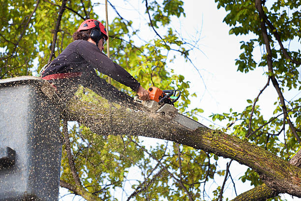 Seasonal Cleanup (Spring/Fall) in Atlantic Highlands, NJ